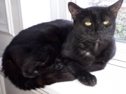 Photograph of a black rescue cat called Whiplash