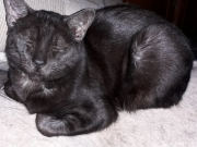Photograph of a black rescue cat called Peanut