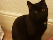 Photograph of a black rescue cat called Scout