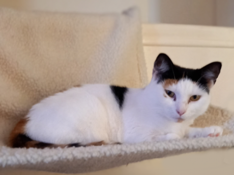 Photo of rescue cat Queenie snuggled on a fluffy cat bed
